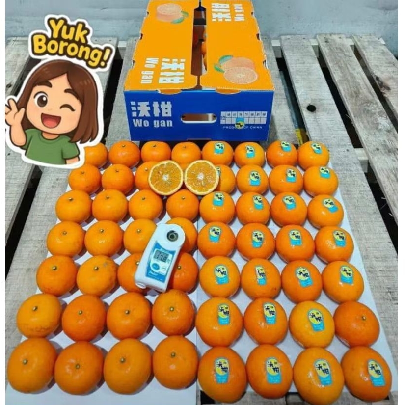 

Jeruk Wogan Mandarin /kg