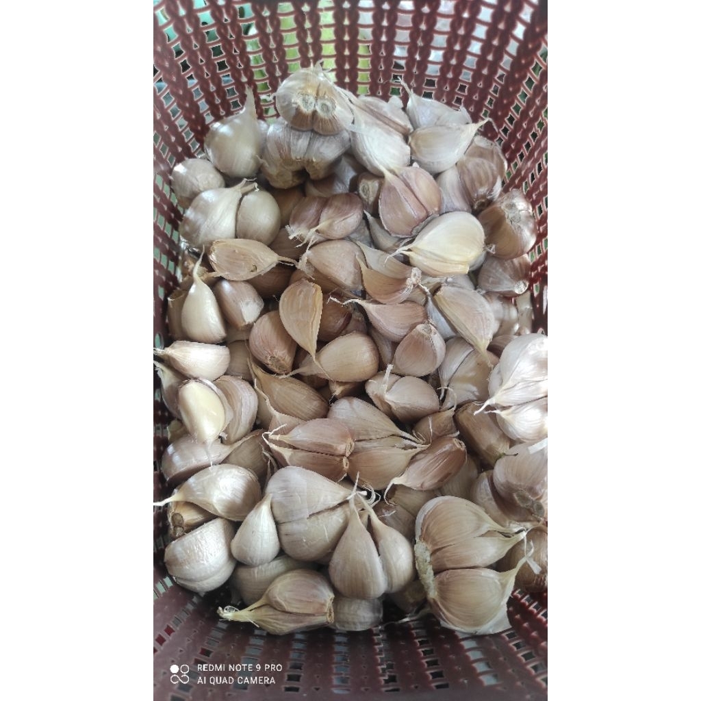 

Bawang Putih Kating 250gr