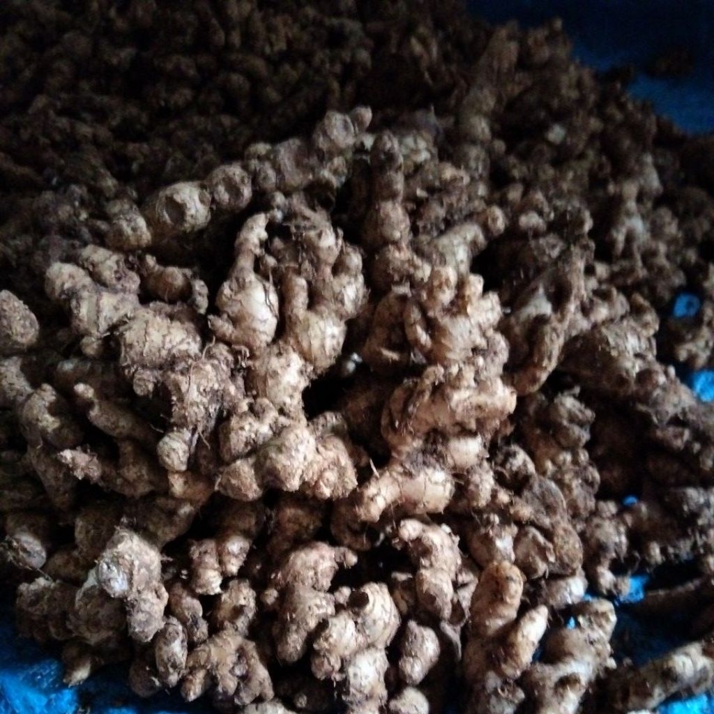 

Jahe emprit tua segar (belum cuci lebih fresh) 1kg