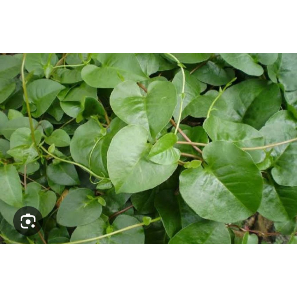 

daun binahong fress 50gram