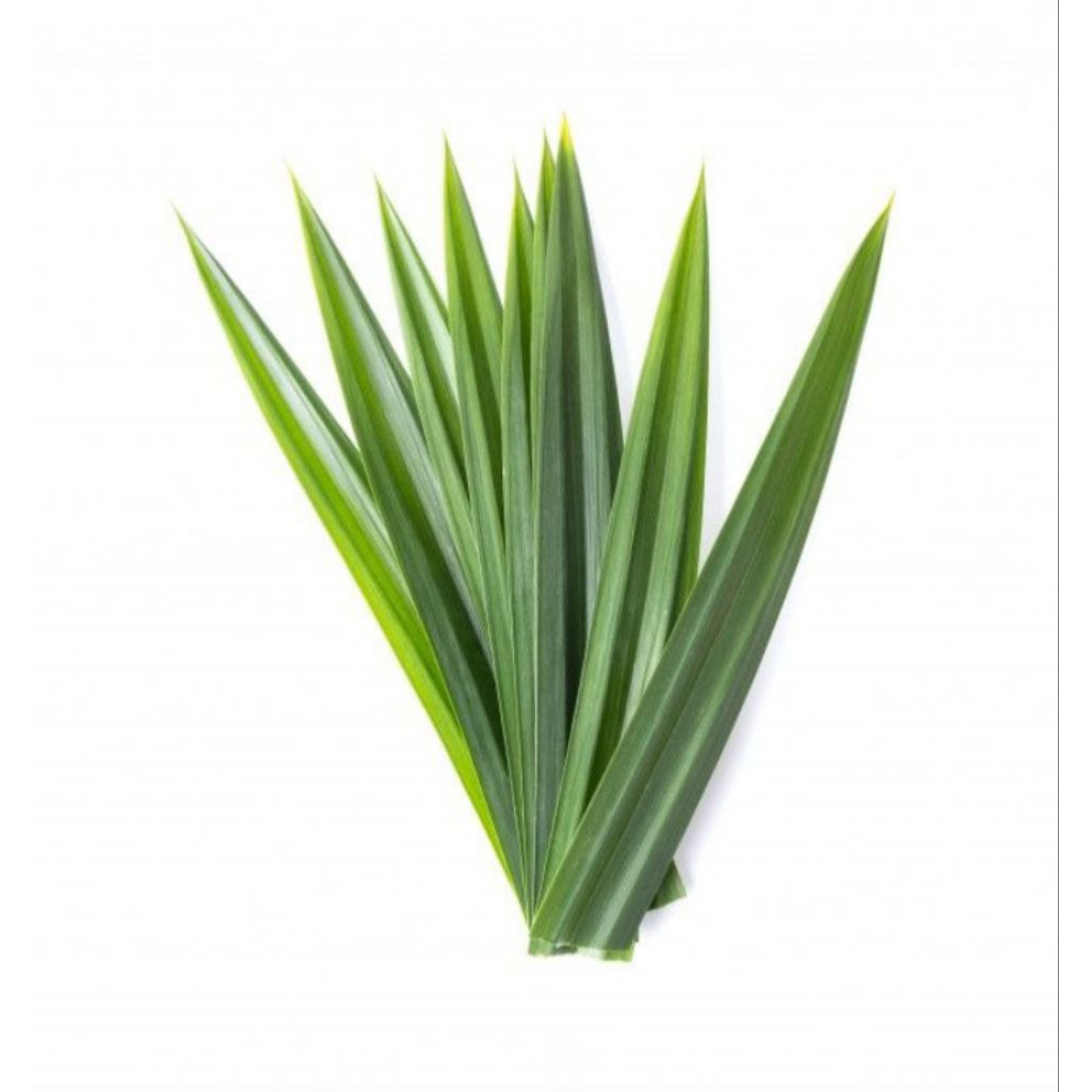 

Daun Pandandan Wangi dan Segar