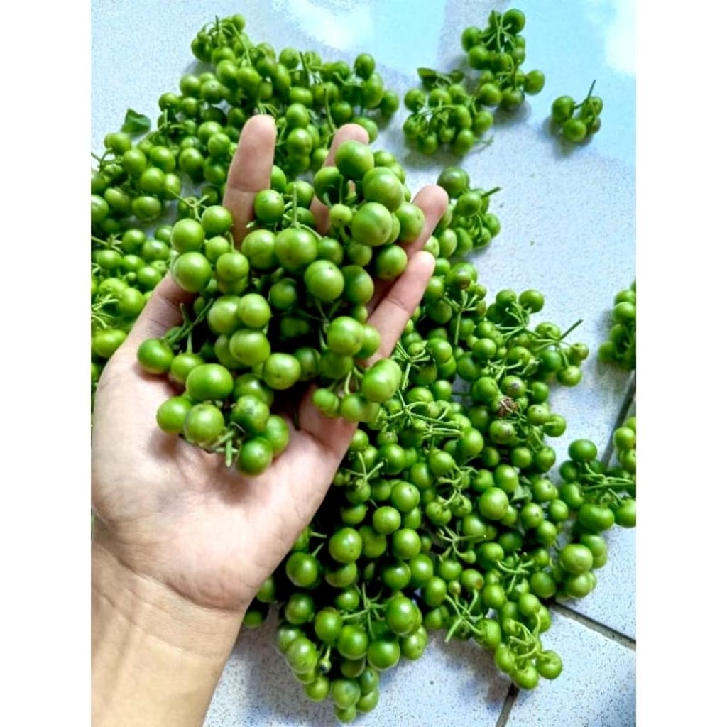 

Buah leunca