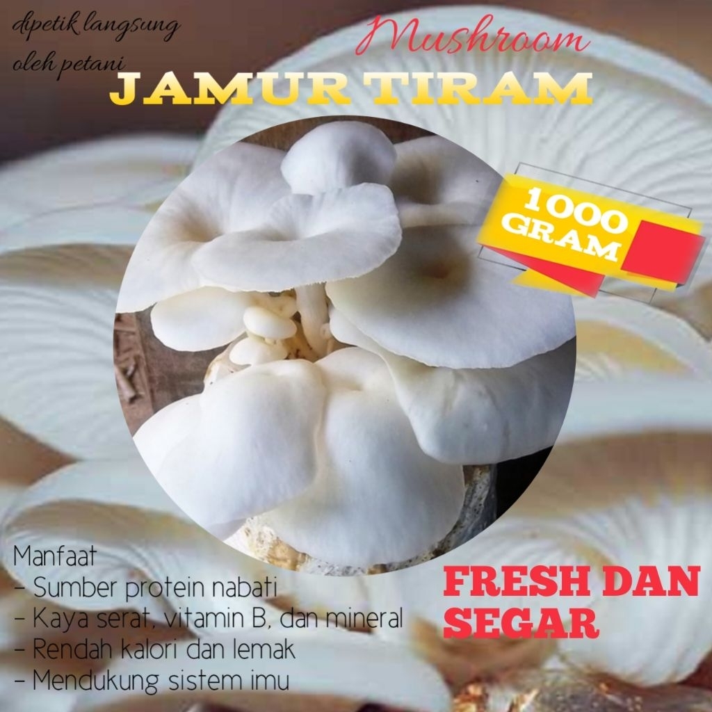 

jamur tiram || Jamur putih || mushroom baglog 1kg