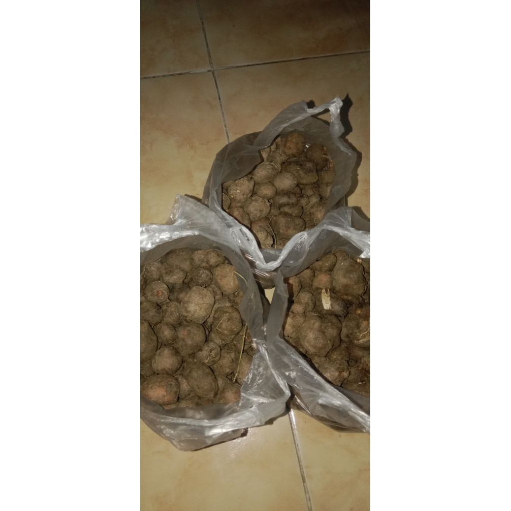 

kentang hitam/kentang jembut