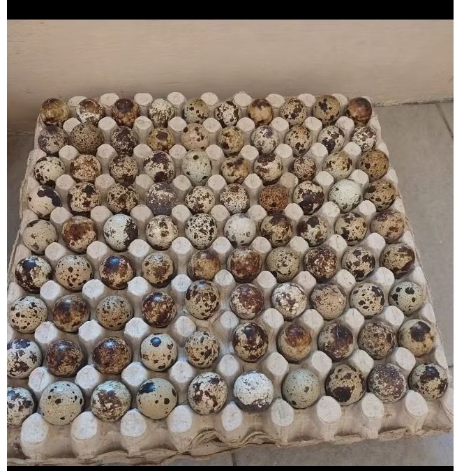 

Telur Puyuh lucu / telur batik / telur Puyuh segar / telur gemek