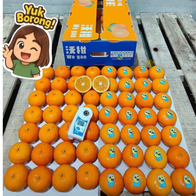 

Jeruk Wogan Mandarin /kg