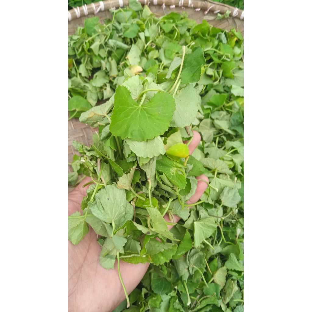 

daun pegagan atau antanan segar pull batang 1kg