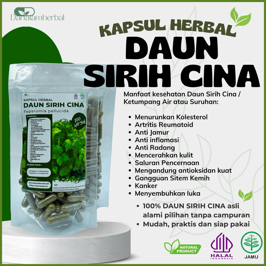 Kapsul Herbal DAUN SIRIH CINA isi 100 kapsul | Kapsul Sejuta manfaat asli 100% Daun Sirih Cina Alami