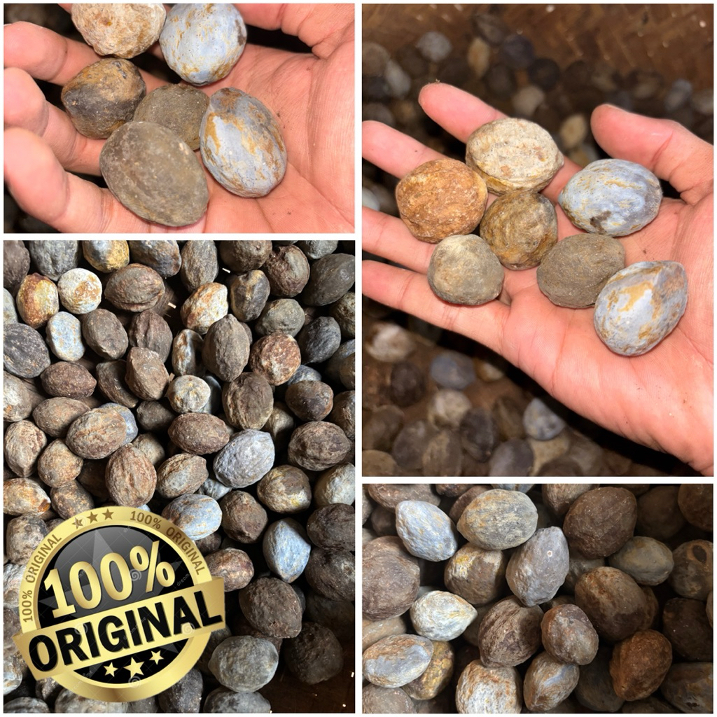 Kemiri utuh /1KG - Kemiri jenis Aduan Asli Garut