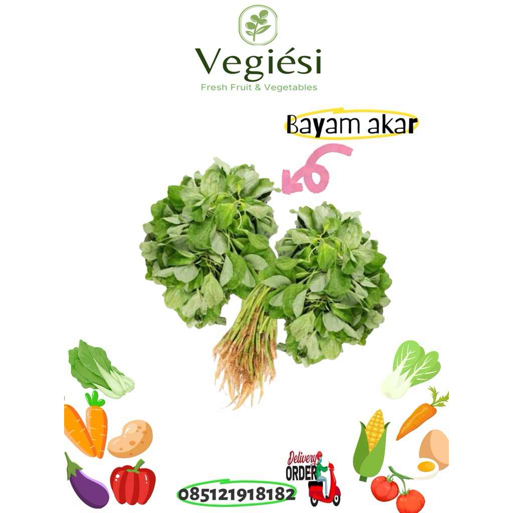 

Bayam Akar