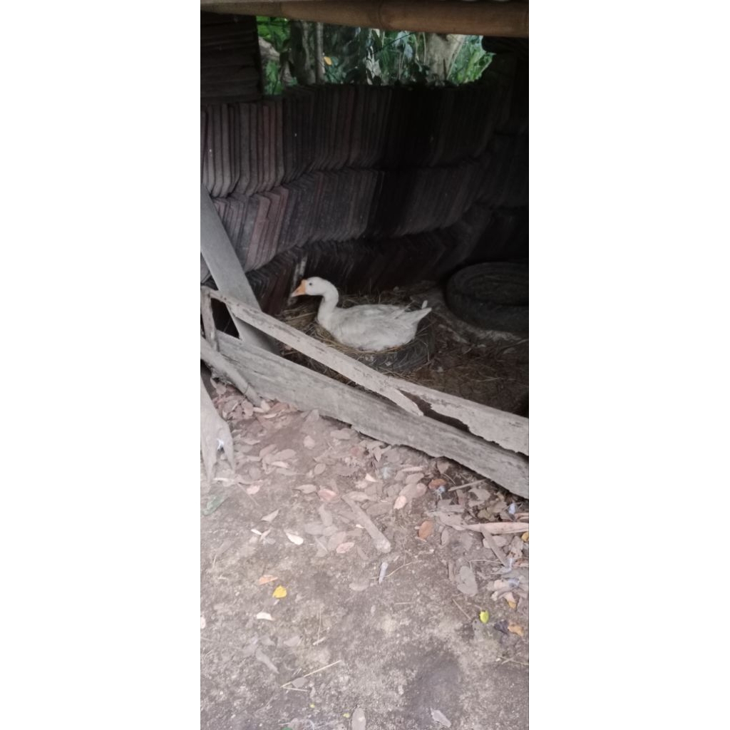 

(paket 15 btr) telur angsa/soang fertil.untuk di tetaskan. daya tetas 98℅