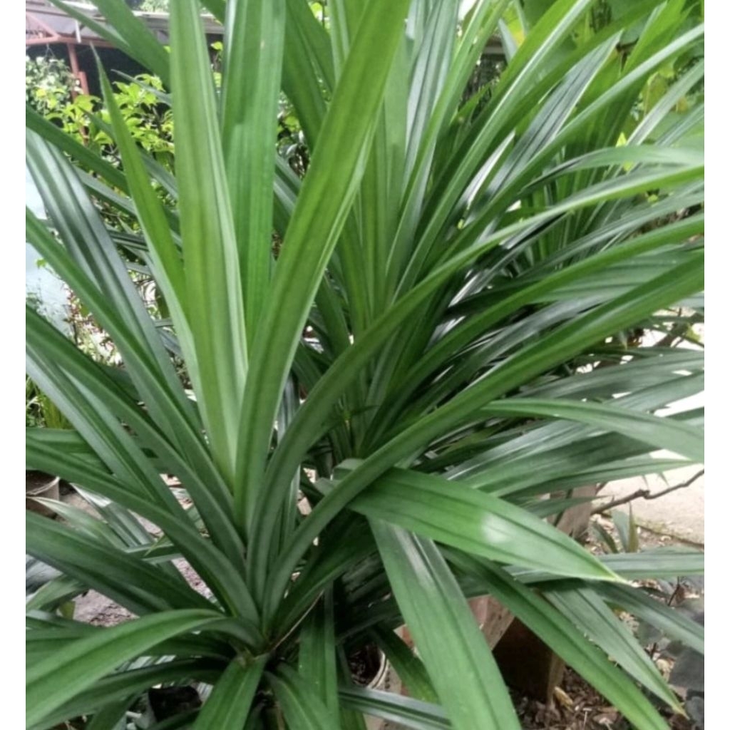 

daun pandan segar pesh per (15lembar-30lembar)pesh