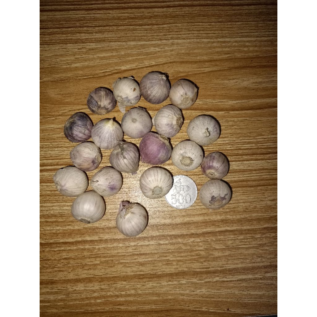 

Bawang Putih Lanang