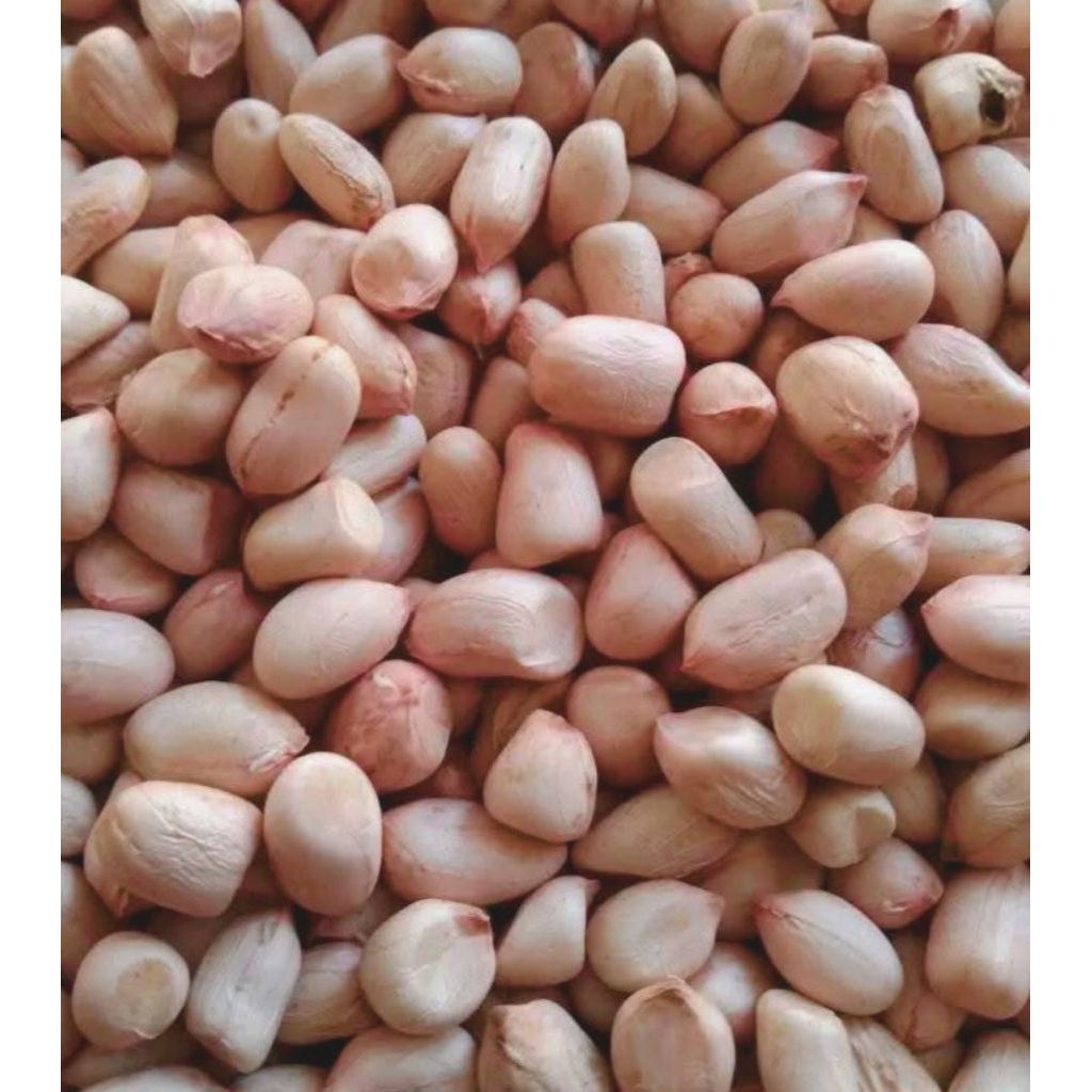 

[TERMURAH] Kacang Tanah Mentah Kemasan Mika