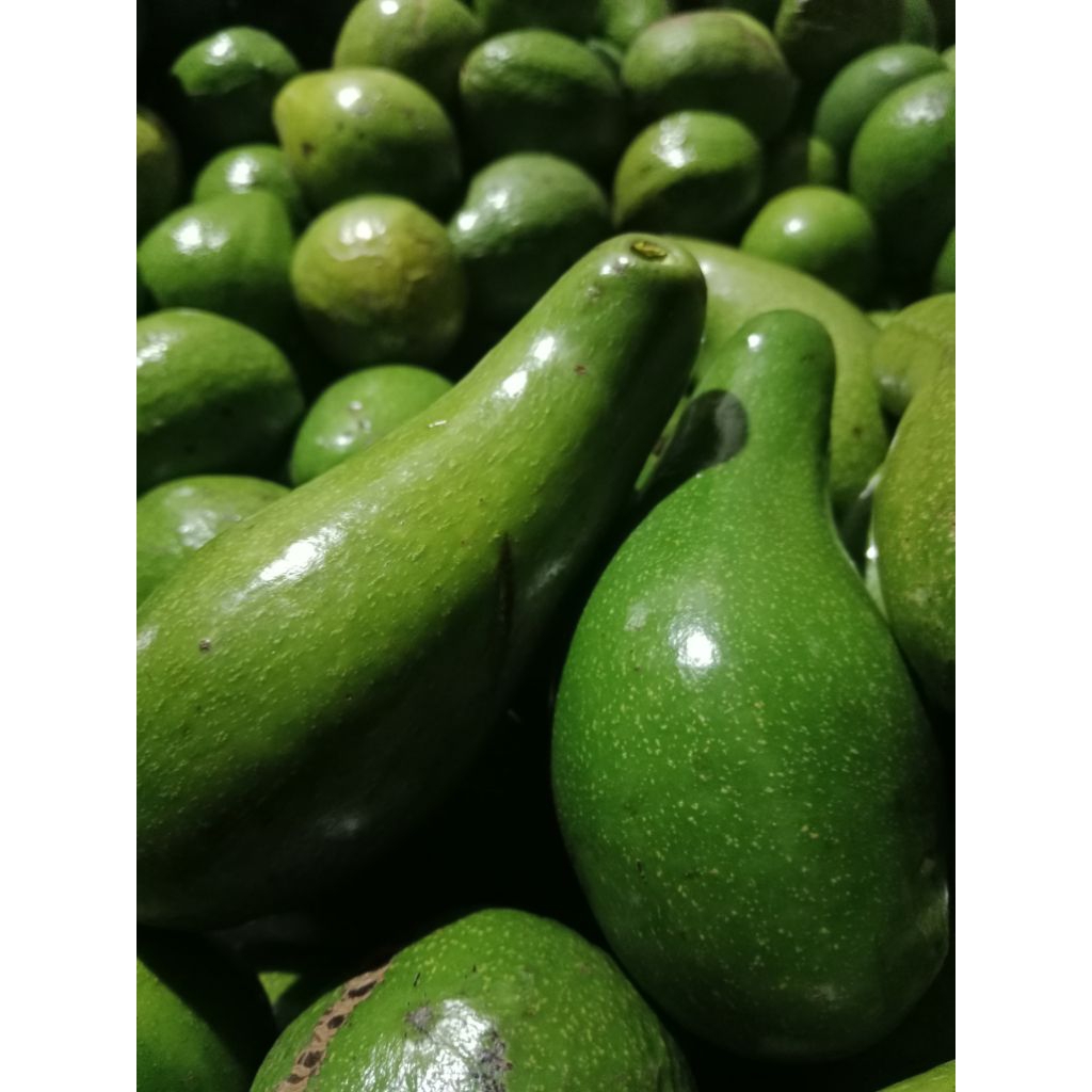 

alpukat mentega super