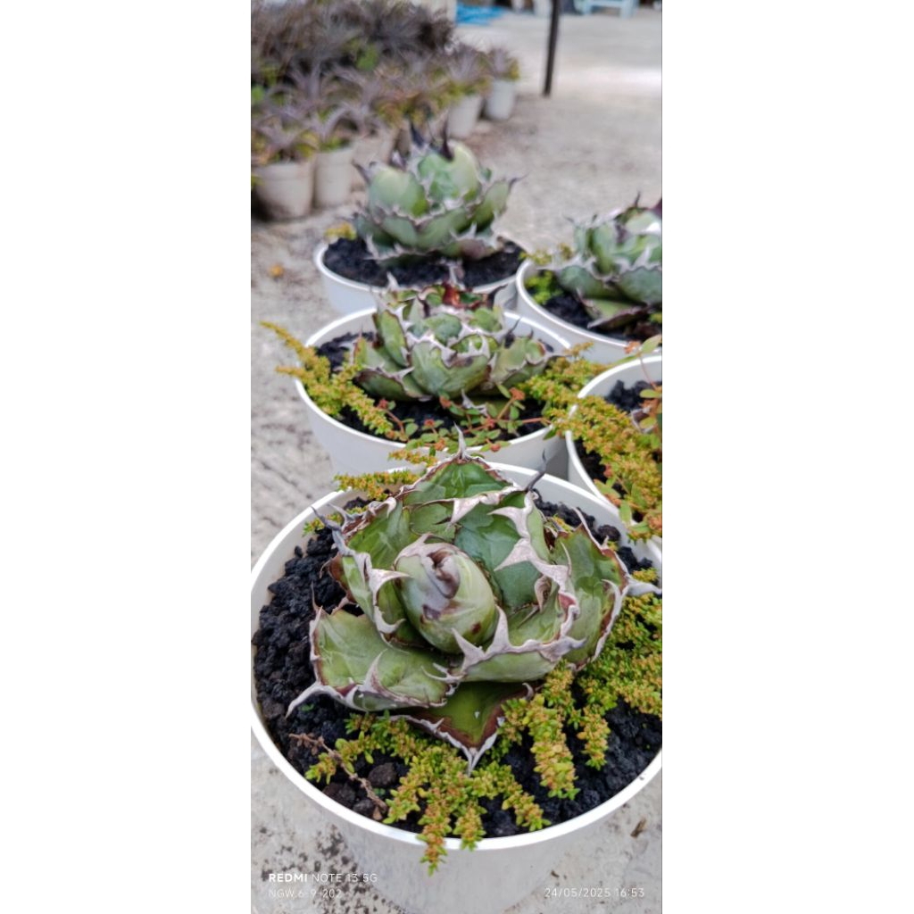 Agave Black and Blue