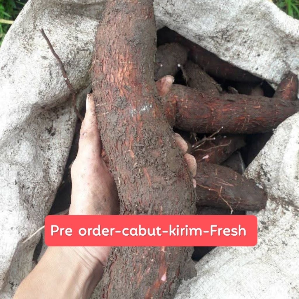 

FRESH 1 Kg Singkong Ketela Keju Mentah | Singkong Ketan Fresh [ pre Order ] baru petik/jebol/panen
