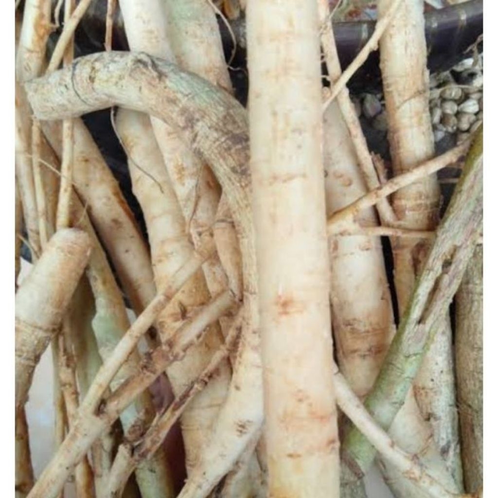 

1kg Akar Pepaya Segar Pres Di Ambil Langsung Bila Ada Orderan Masuk