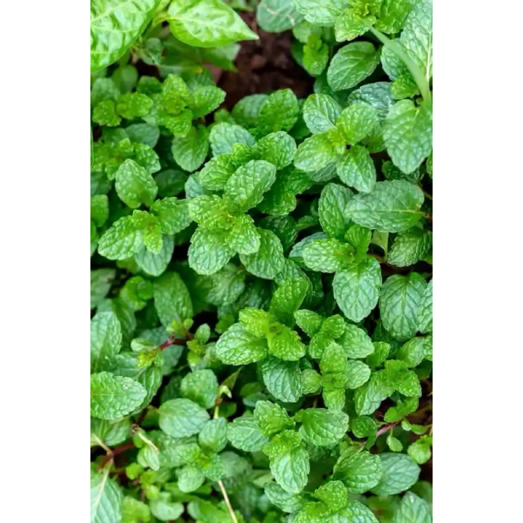 

daun mint/keresment segar petik langsung per 500g