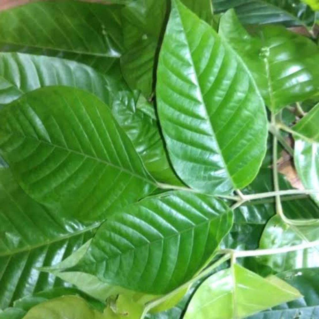 

Daun kecapi fress untu pengobatan tradisional per 1 lembar