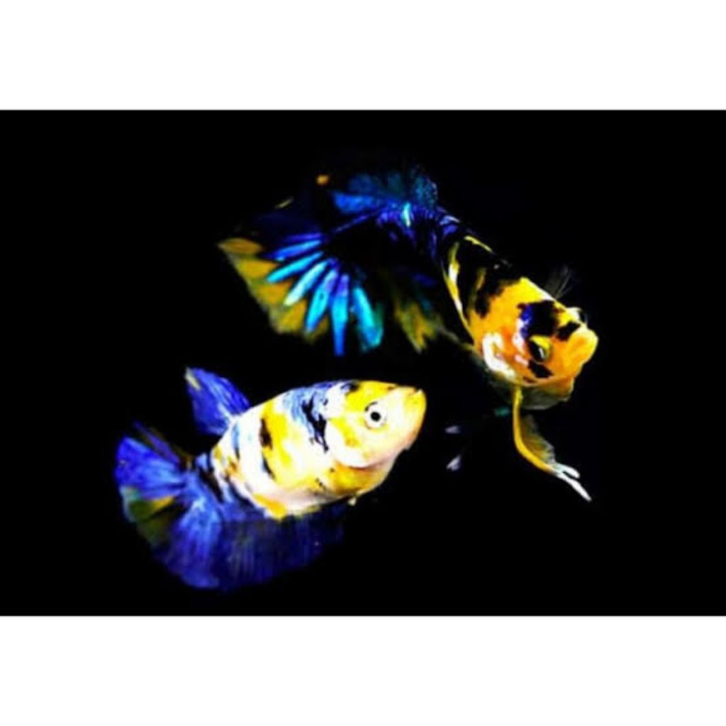 HIASAN AQUARIUM CUPANG SEPASANG BERVARIASI | CUPANG GRADE A++