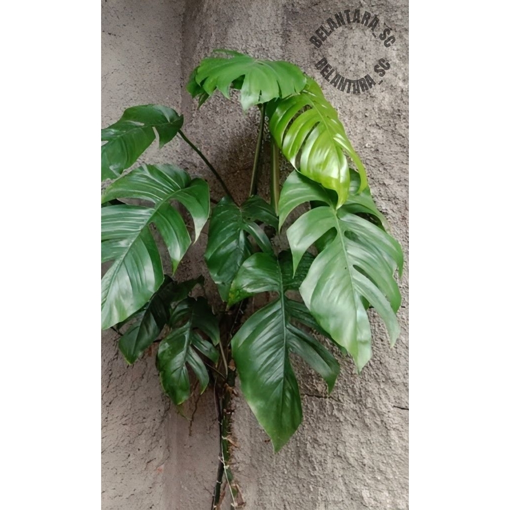 Tanaman Monstera Ekor Naga -Epipremnum pinnatum/Monstera Ekor Naga
