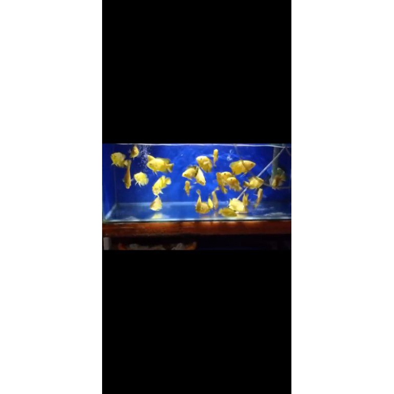 KODE S56O Oscar lemon pure