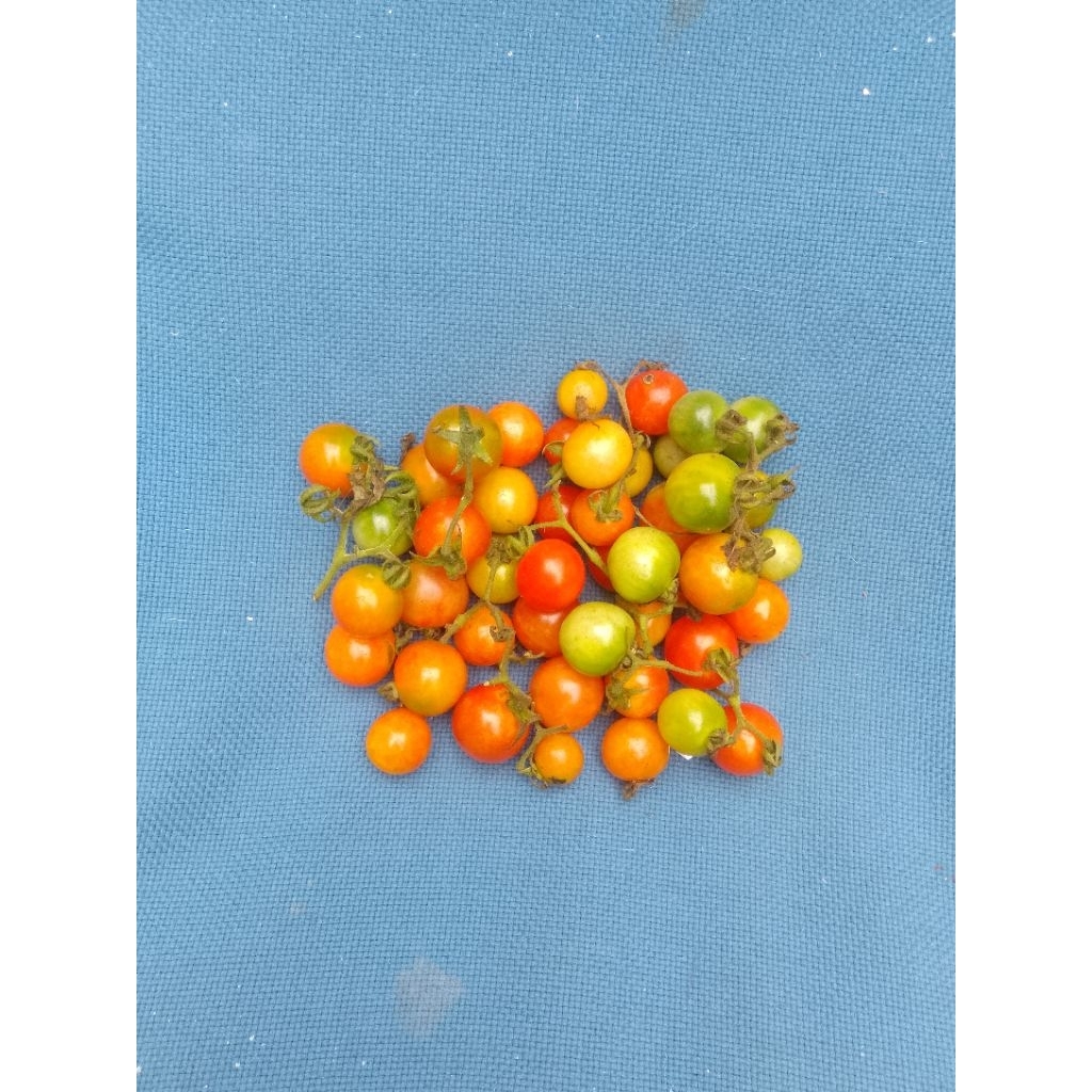 

rampai fresh/250gram