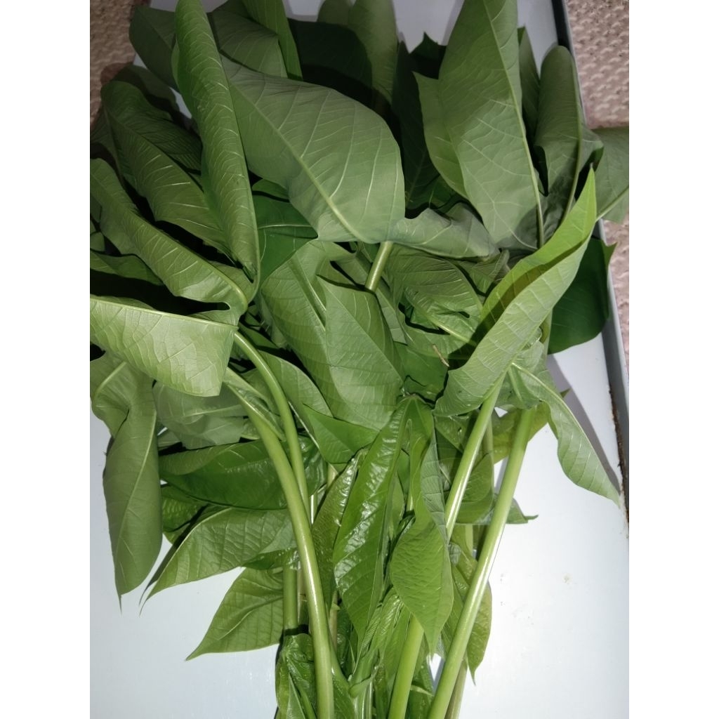 

daun muda ubi karet 500gr di petik saat ada oderan