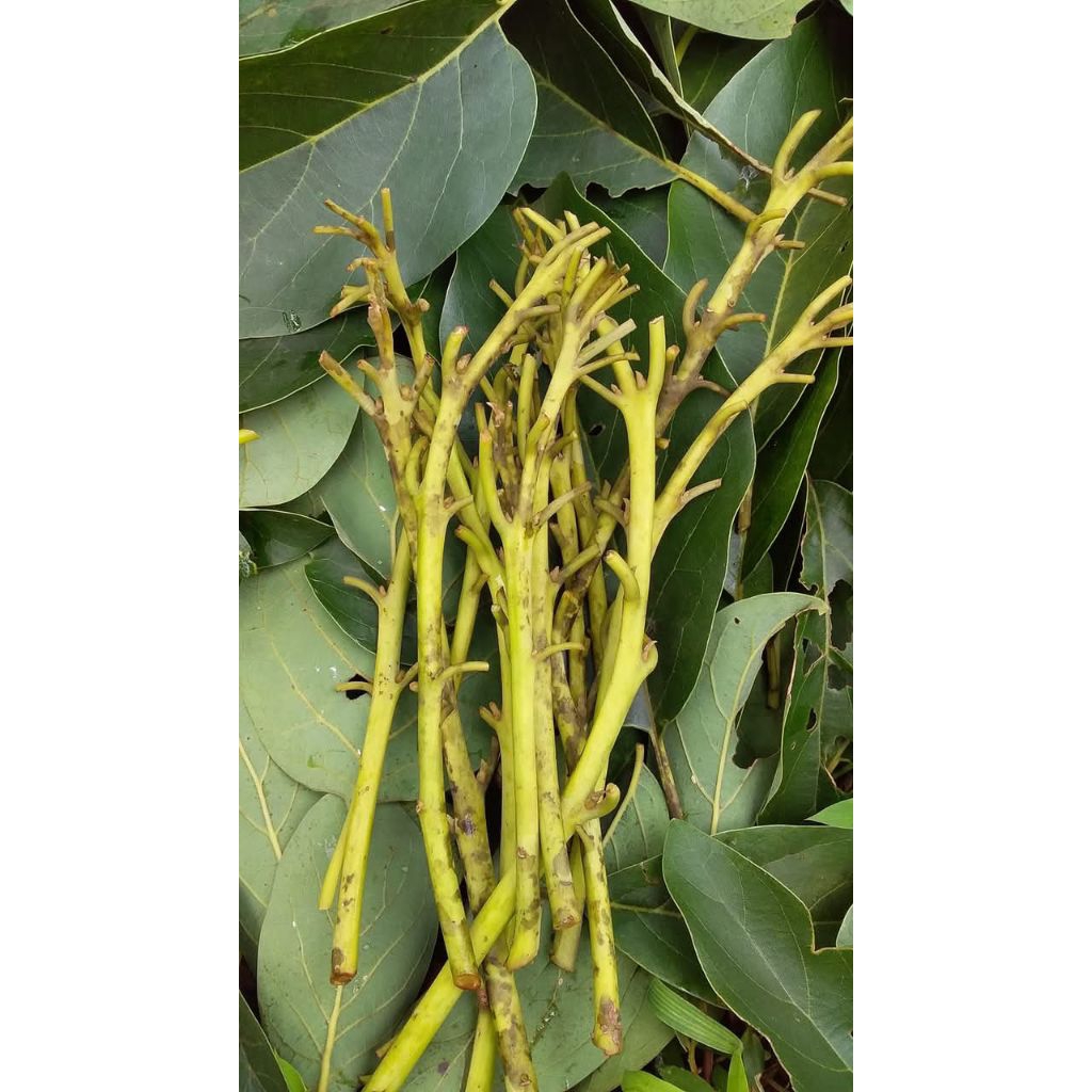 Entres alpukat yelow vietnam