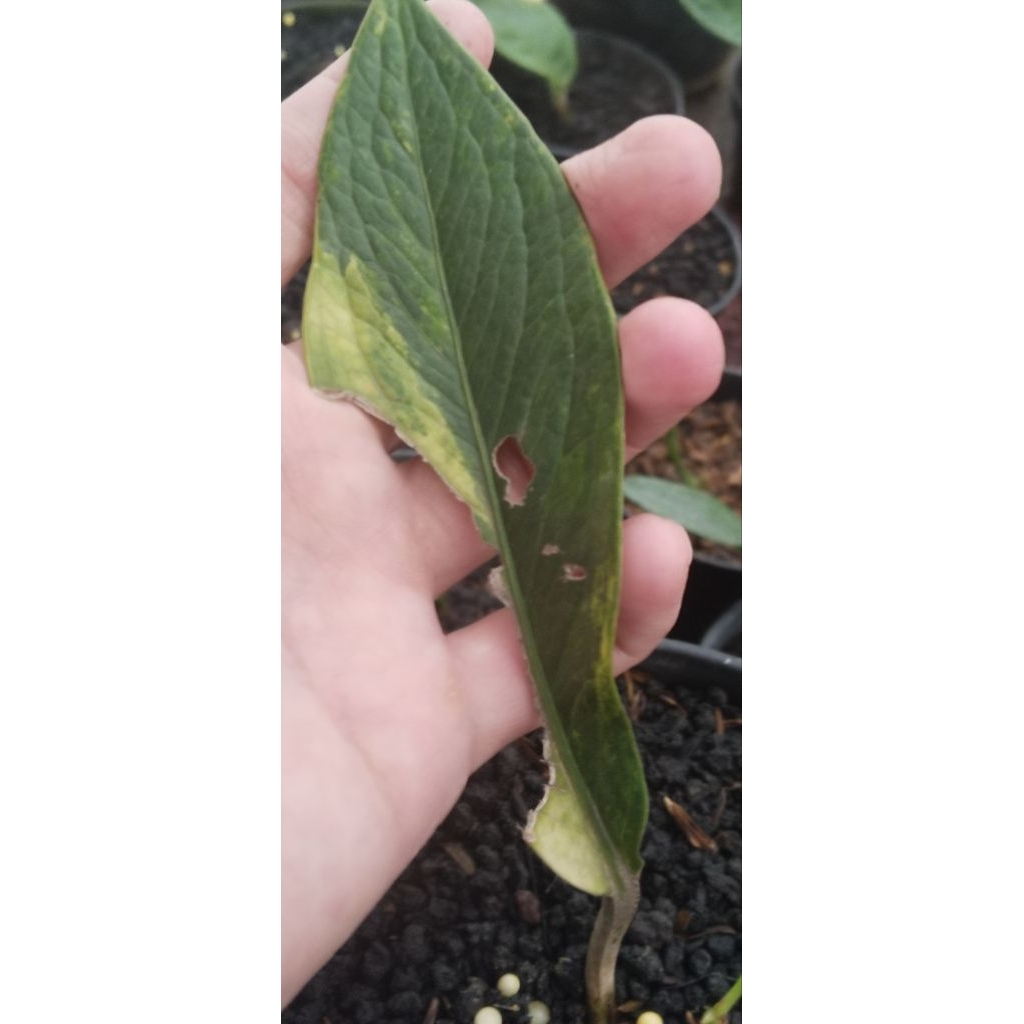 anthurium jemani Tanduk 45 varigata ( bonggol tunas banyak)