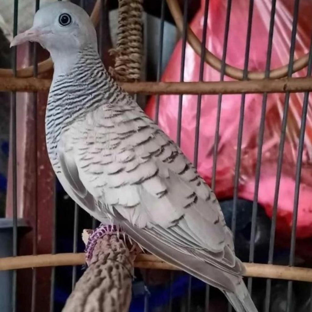 perkutut Silver Jantan