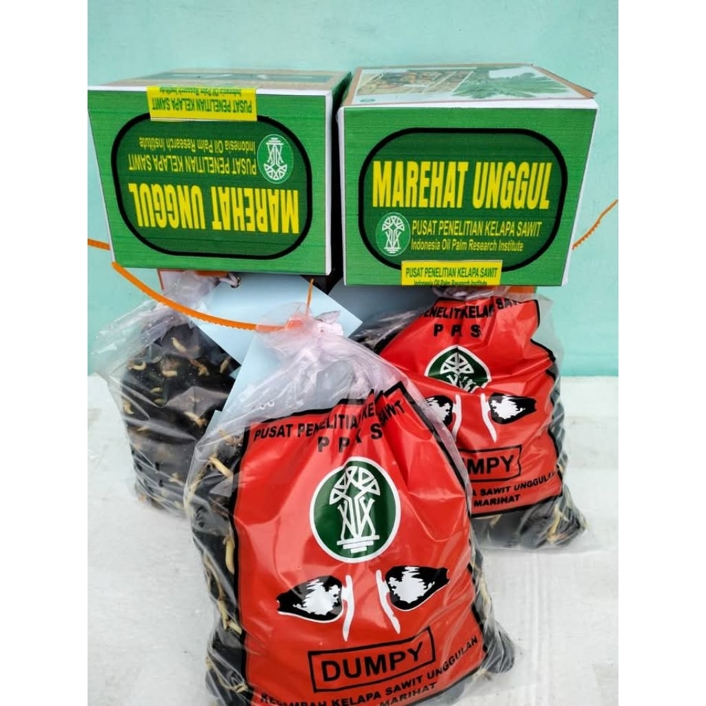 Ready benih kecambah kelapa sawit DxP MARIHAT DUMPY