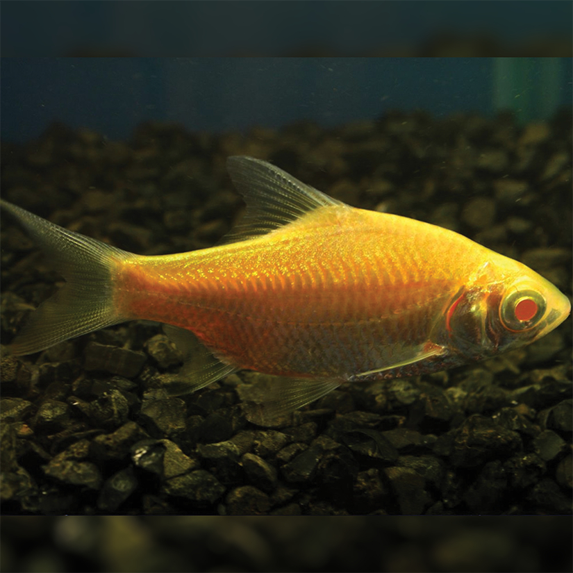 Ikan Hias Kaviat Albino / Ikan Tankmate / Ikan Hias Air Tawar