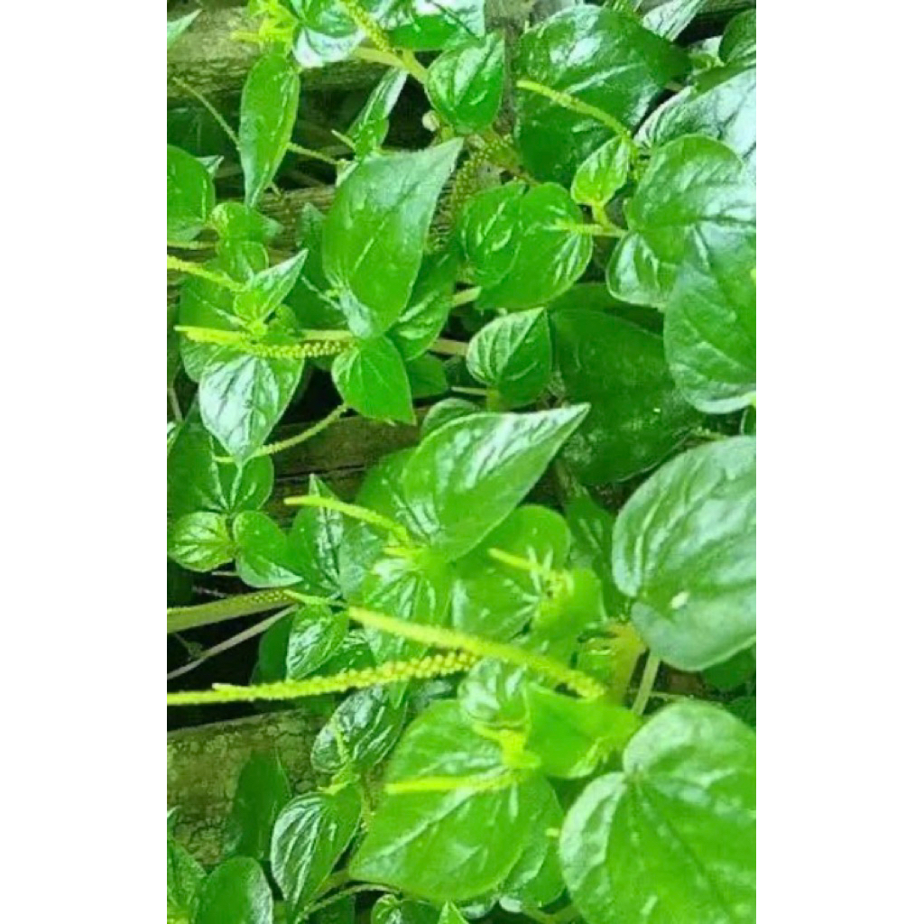 

Daun seureh/sereh Cina segar pres alami petik langsung paket per 250grm