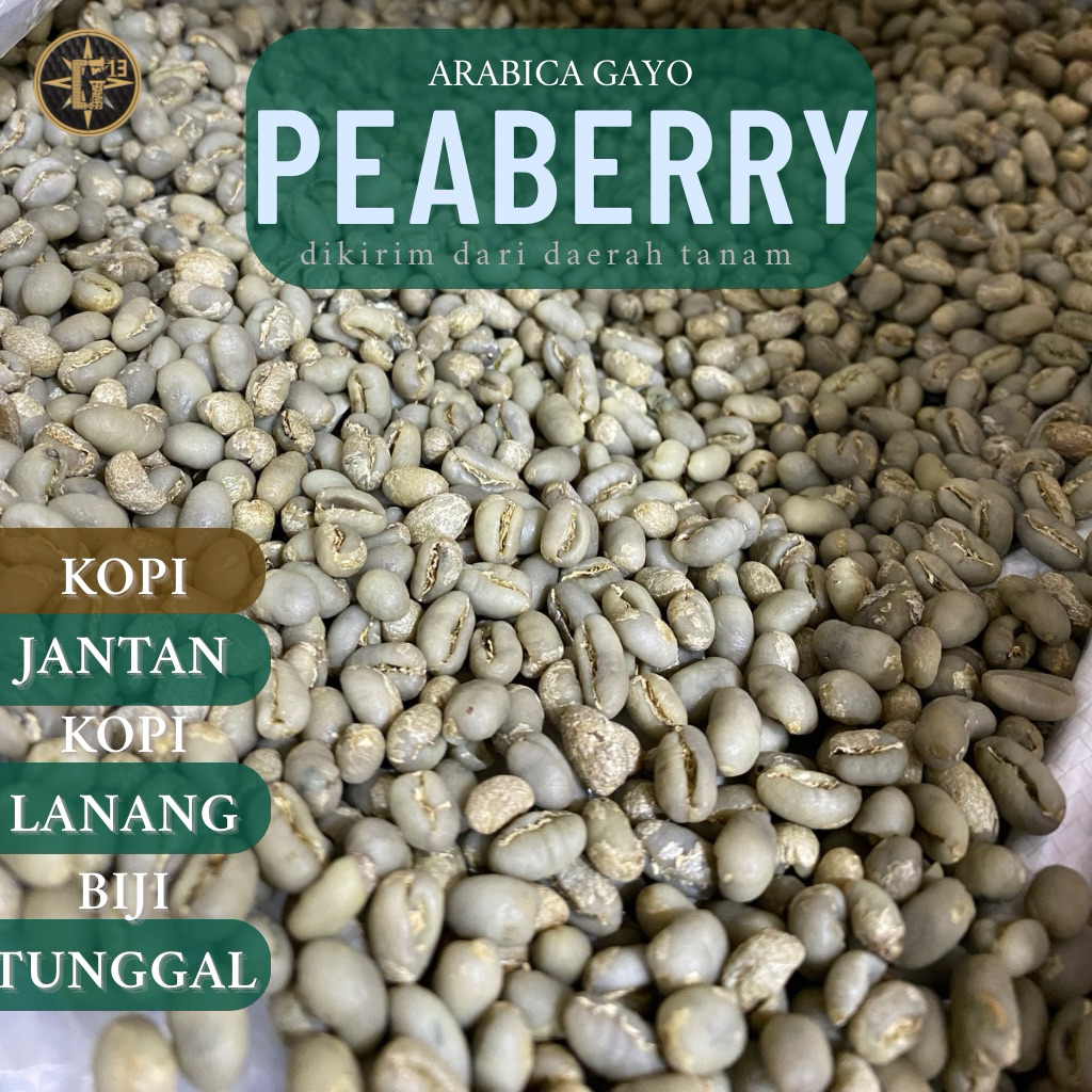 

KOPI GAYO GREEN BEAN PEABERRY ARABICA ACEH KOPI ARABIKA LANANG JANTAN BIJI TUNGGAL