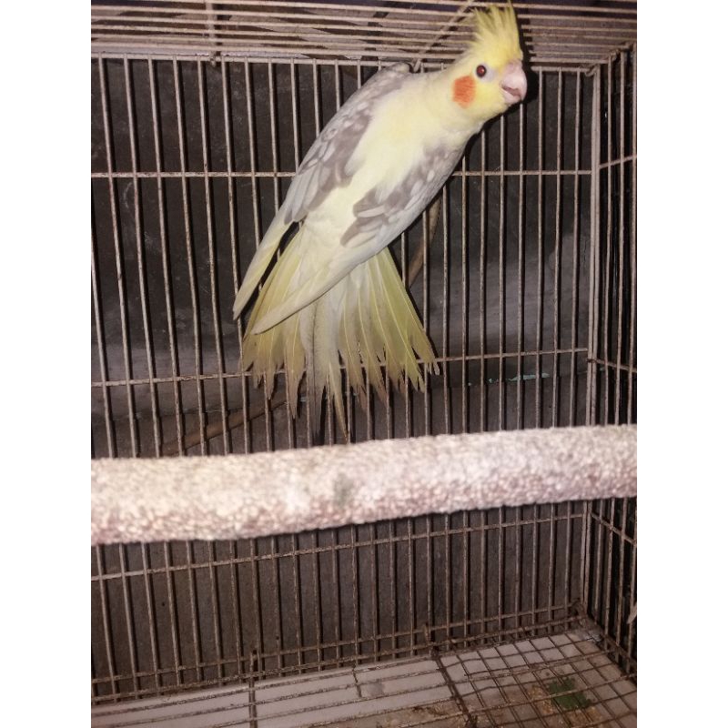 burung falk/parkit australia tidak jinak