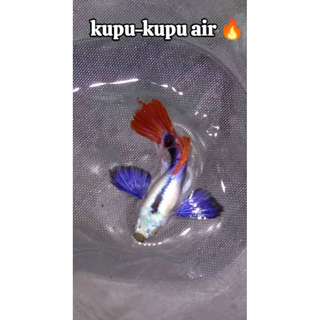 

ikan hias guppy prtde/prtde HM juga ada