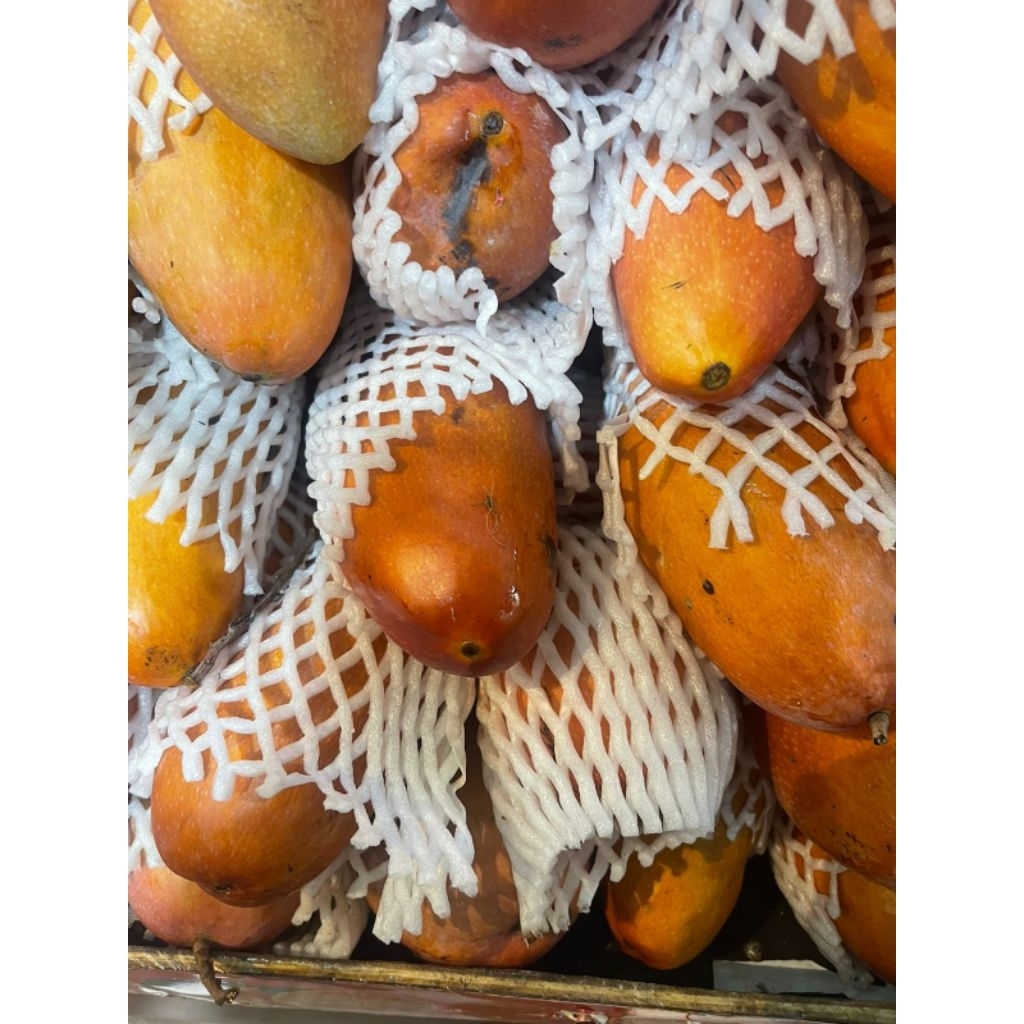

Buah Mangga Merah Fresh Jumbo 1 Pcs