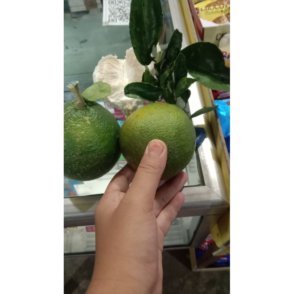 

jeruk Bali mini ( pamelo ) 1kg