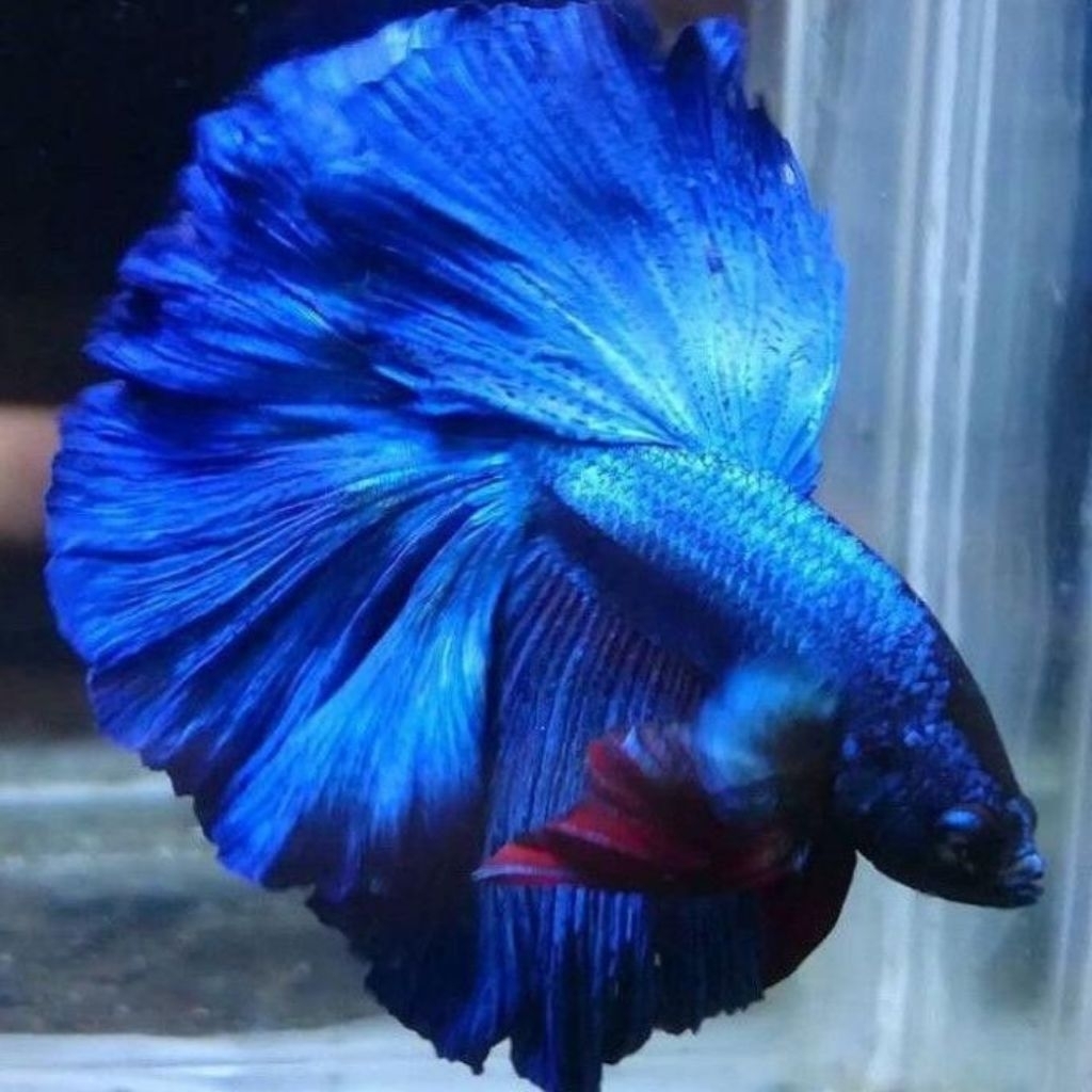 CUPANG HALFMOON ROYAL BLUE EKOR LEBAR