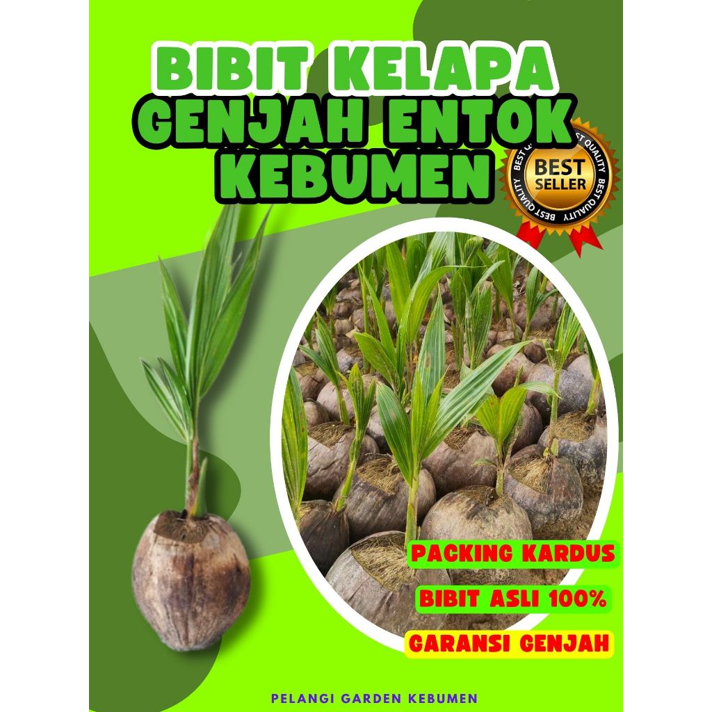 CEPAT BUAH..  Tanaman Buah Kelapa Tua Bulat, Tanaman Buah Kelapa Tua Utuh, Tanaman Buah Kelapa Tua K