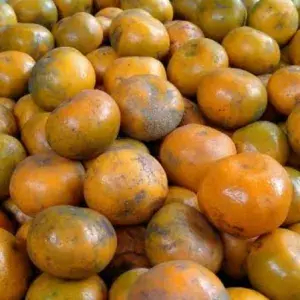 

JERUK MEDAN SUPER 1kg