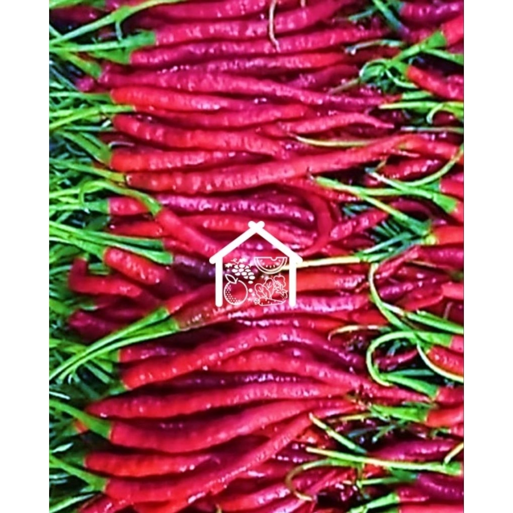 

Cabe Merah Keriting 500 Gram Pilihan Hemat