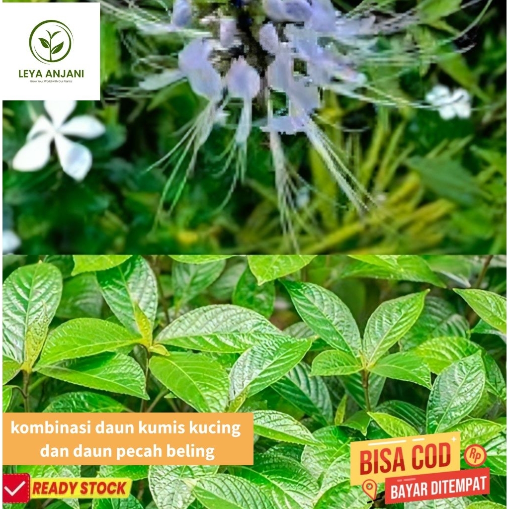 

kombinasi daun herbal kumis kucing penghancur batu ginjal dan daun pecah beling segar per 100 gram