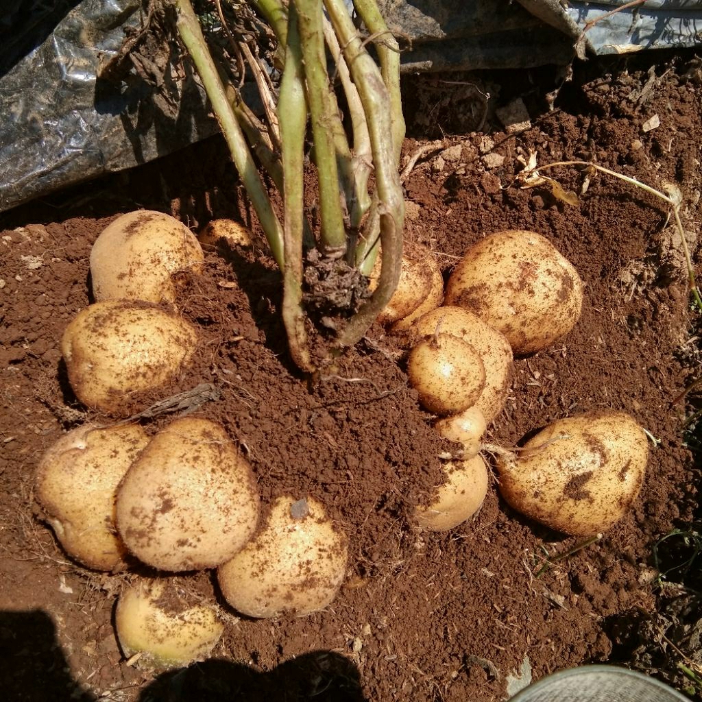 

Kentang dieng asli