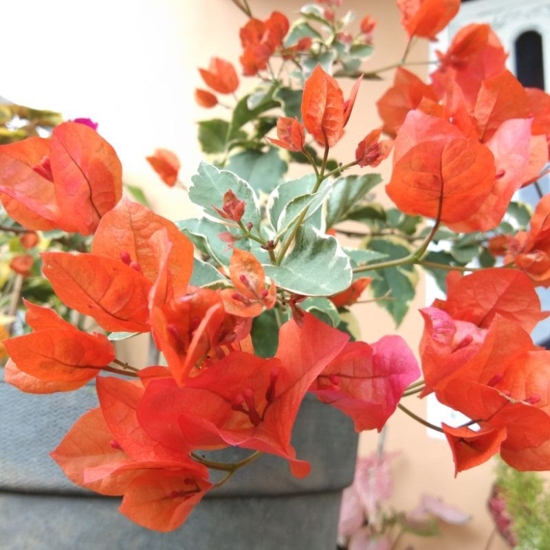 BUGENVIL VARIGATA OREN ORIAN | BUNGA BOUGENVILLE ORANGE VARIGATA TERLARIS