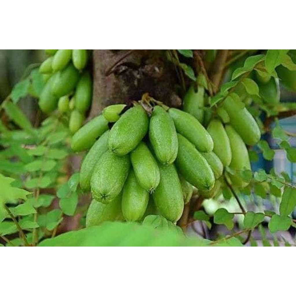 

Clingcing/Blimbing wuluh/Blimbing sayur segar fresh rujak per 250 gr