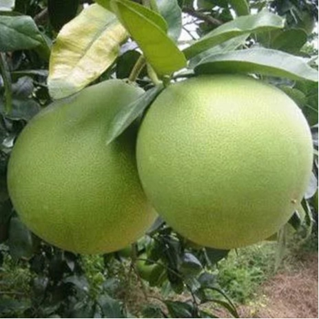 Bibit Jeruk Bali Hasil OKULASI Genjah Pendek sudah Berbuah