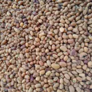 

KACANG TOLO KERING UNTUK SAYUR KERECEK 100 GRAM